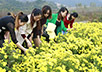 彭泽县南山菊花茶场
