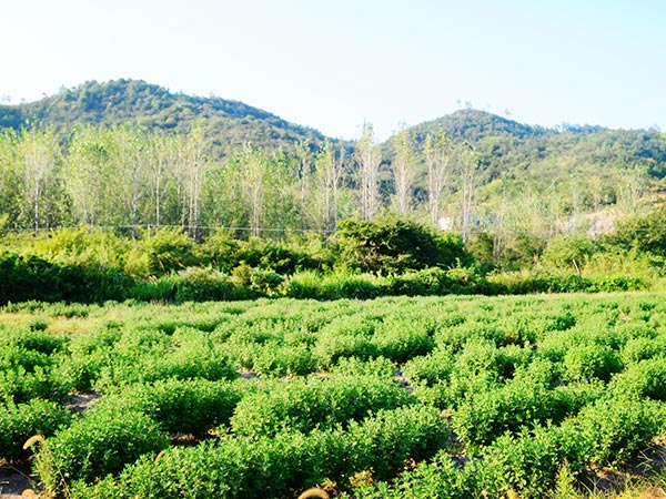 厂区风光